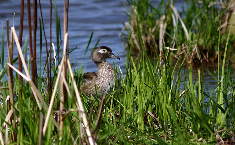 Canard carolin