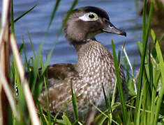 Wood Duck