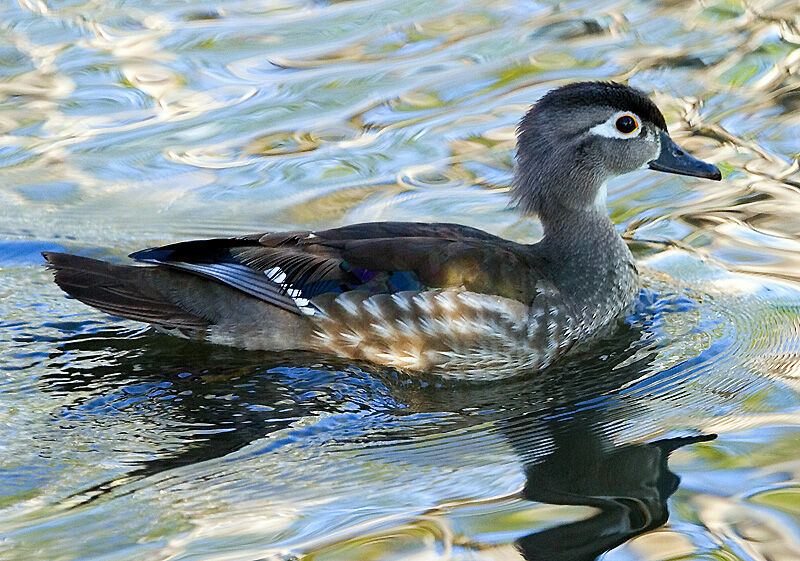 Canard carolin femelle adulte