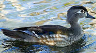 Canard carolin