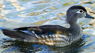 Wood Duck