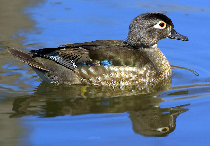 Canard carolin femelle adulte