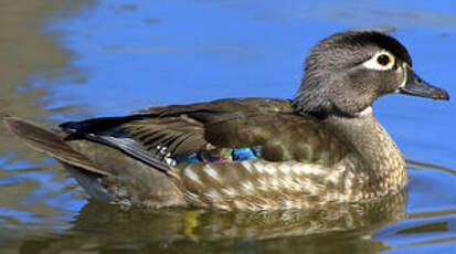 Canard carolin