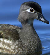 Wood Duck