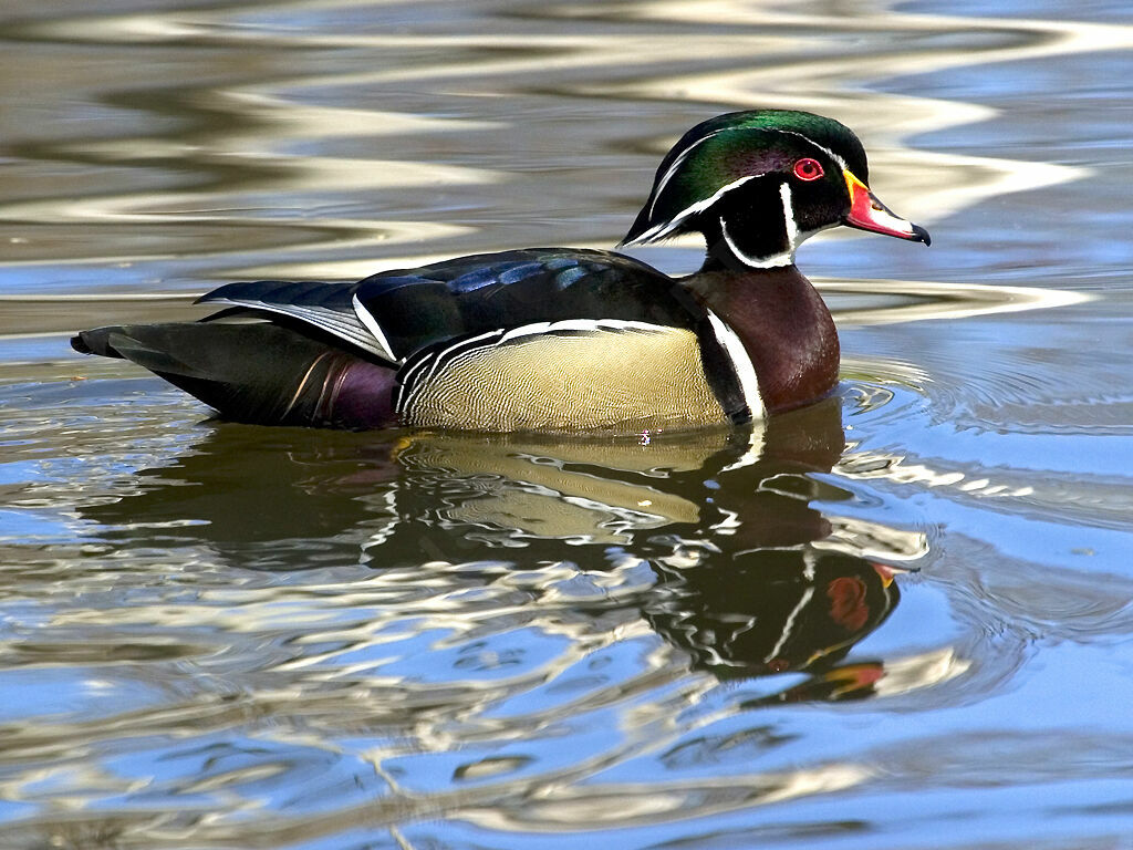 Canard carolin mâle adulte