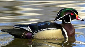 Wood Duck