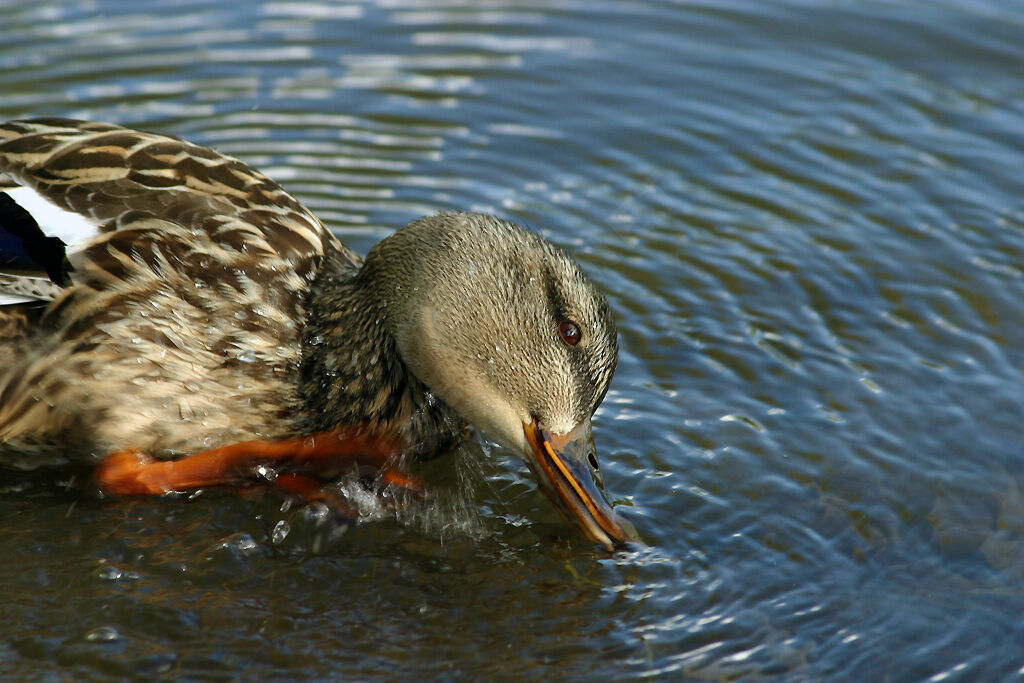 Canard colvert