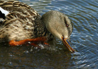 Canard colvert