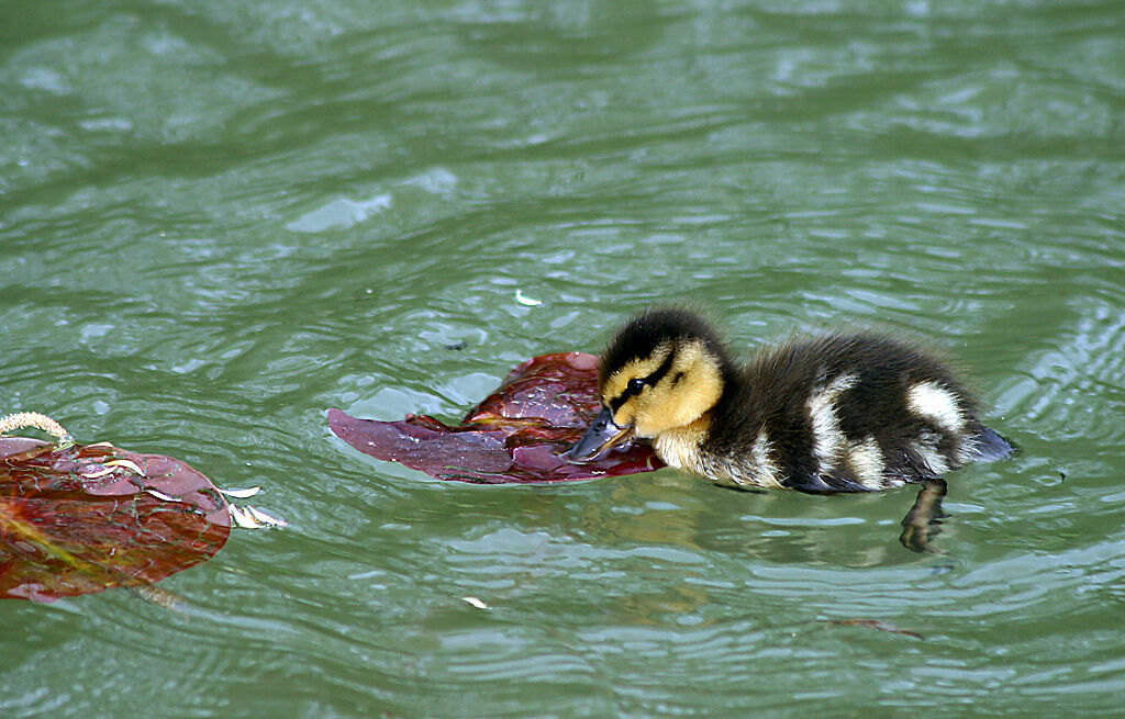 Mallard