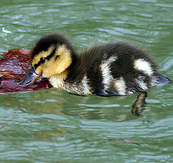 Canard colvert