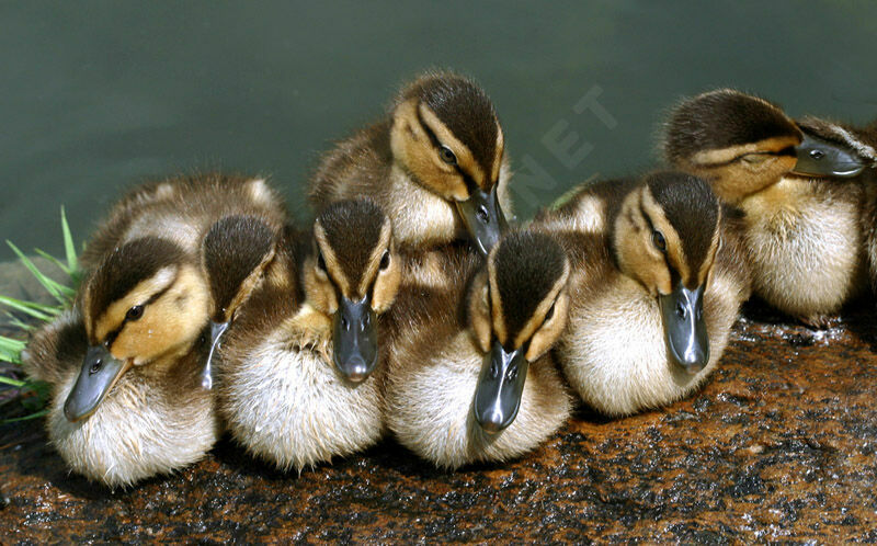 Canard colvert