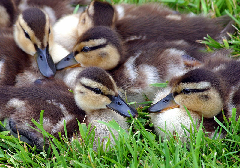 Canard colvert