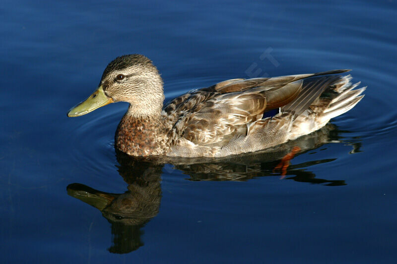 Canard colvert