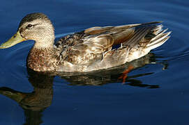 Mallard