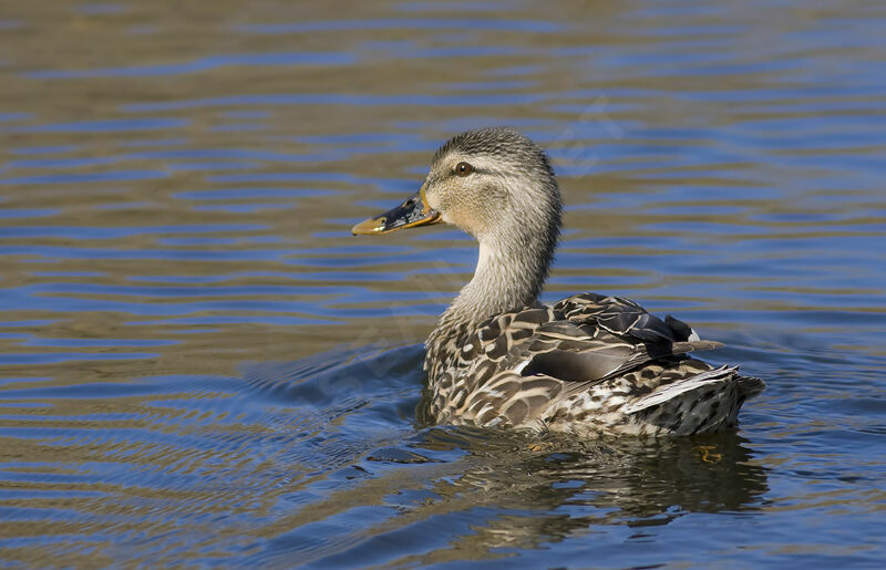 Canard colvert femelle adulte, identification