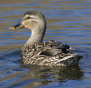 Mallard