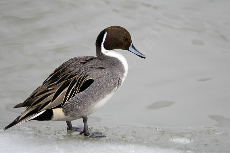 Northern Pintail male