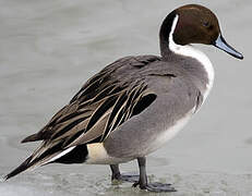 Northern Pintail