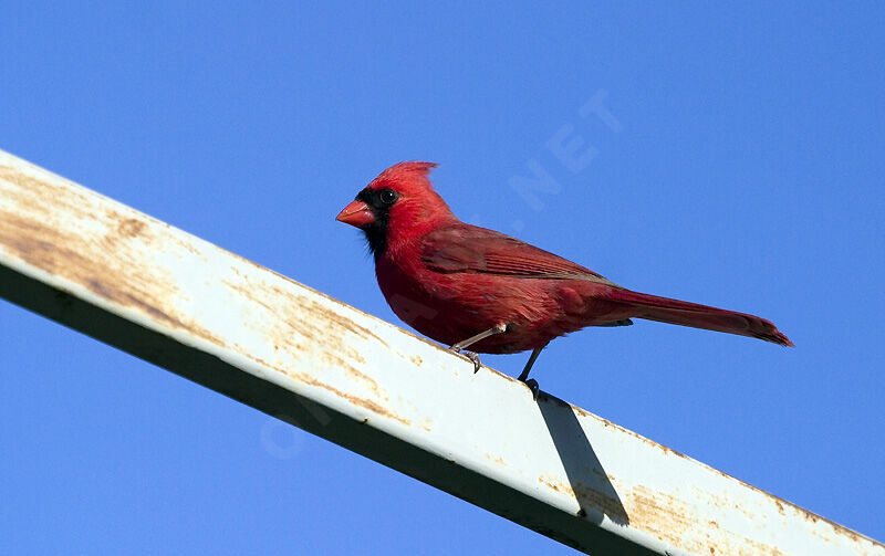 Northern Cardinal