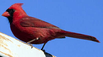 Cardinal rouge