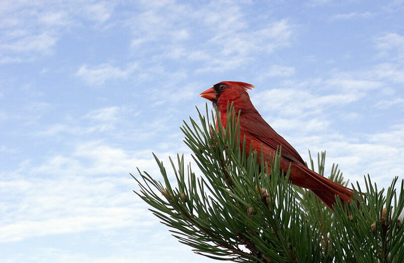 Cardinal rouge mâle