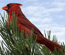 Cardinal rouge