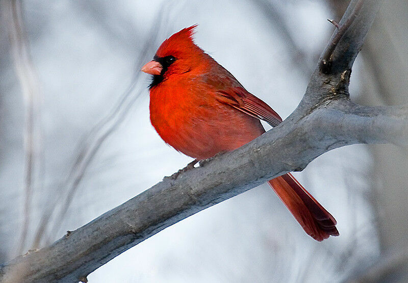 Cardinal rouge