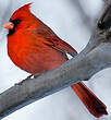 Cardinal rouge