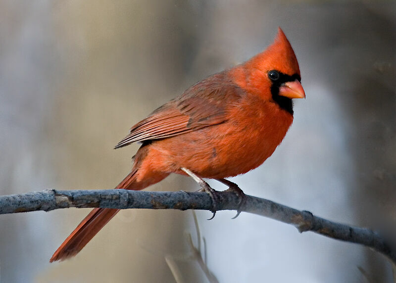 Northern Cardinal