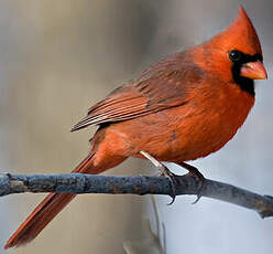 Cardinal rouge