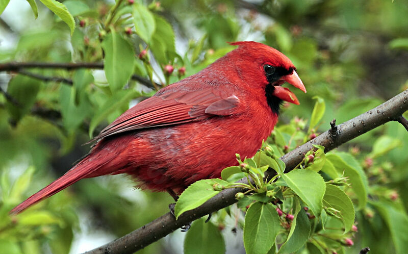 Cardinal rouge