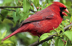 Cardinal rouge