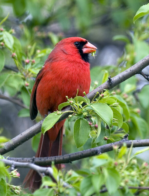 Cardinal rouge mâle