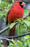 Cardinal rouge