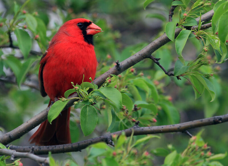 Northern Cardinal