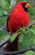 Northern Cardinal