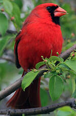 Cardinal rouge