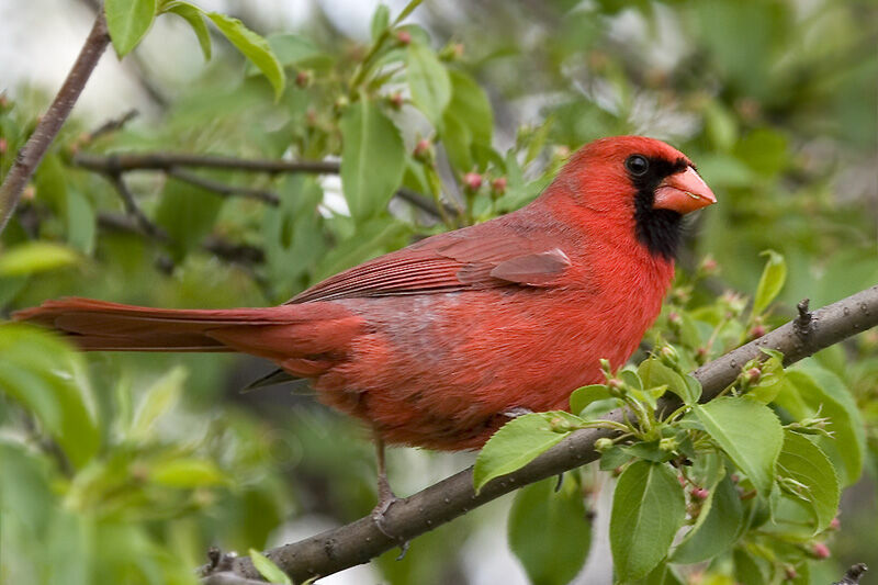 Northern Cardinal male