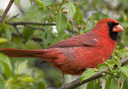 Cardinal rouge