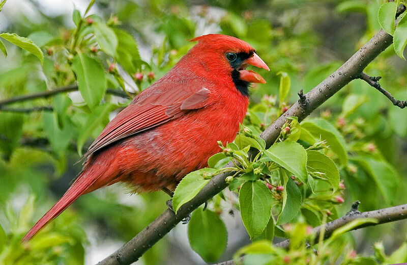 Cardinal rouge mâle adulte