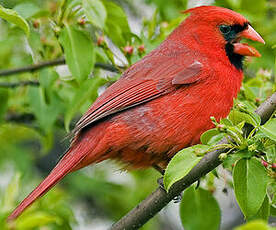 Cardinal rouge