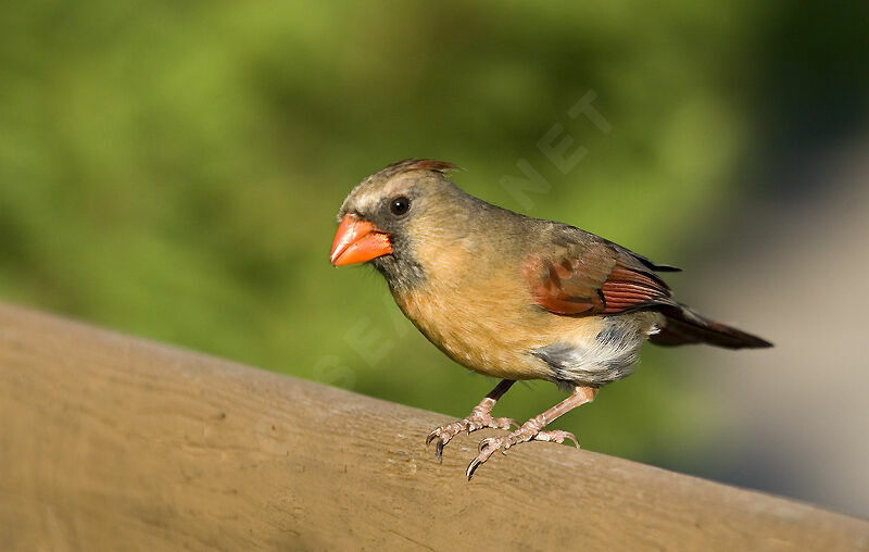 Cardinal rouge femelle