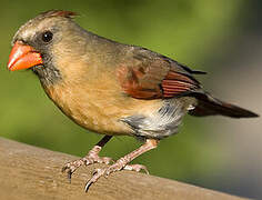 Northern Cardinal