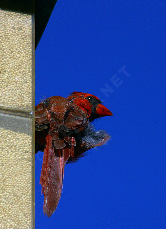 Cardinal rouge