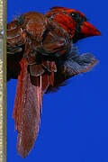 Northern Cardinal