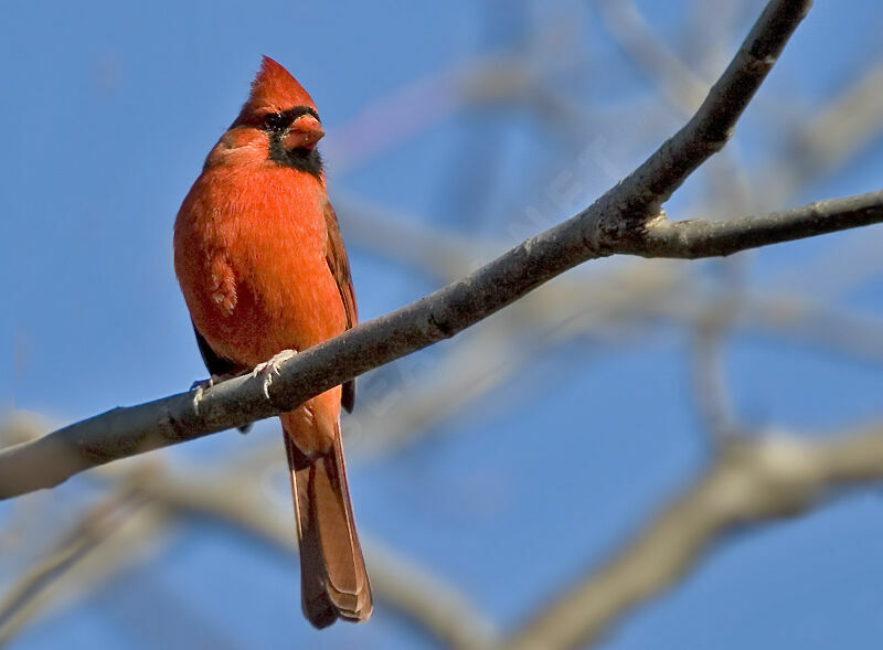 Northern Cardinal male