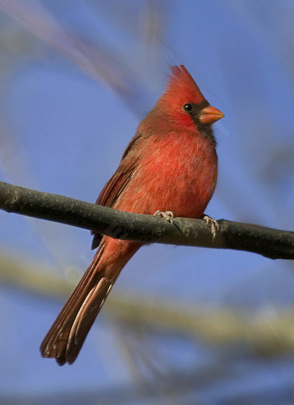 Northern Cardinal male