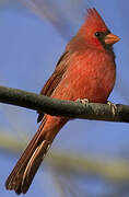 Cardinal rouge