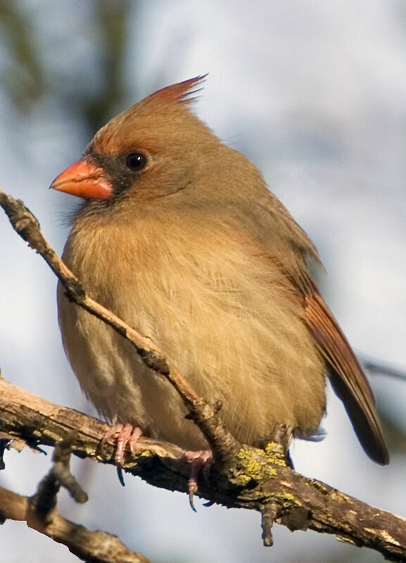 Cardinal rouge femelle