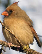 Northern Cardinal